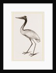 Jabiru by Anonymous