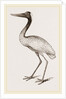 Jabiru by Anonymous