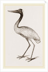 Jabiru by Anonymous