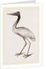 Jabiru by Anonymous