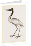 Jabiru by Anonymous