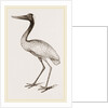 Jabiru by Anonymous