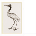 Jabiru by Anonymous