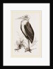 Marabou by Anonymous