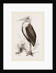 Marabou by Anonymous