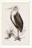 Marabou by Anonymous