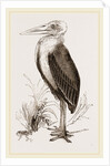 Marabou by Anonymous