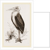 Marabou by Anonymous