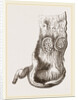 Stomach of Adjutant by Anonymous