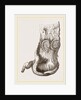 Stomach of Adjutant by Anonymous