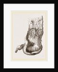 Stomach of Adjutant by Anonymous