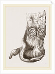 Stomach of Adjutant by Anonymous