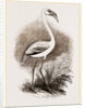 Little Flamingo by Anonymous