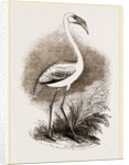 Little Flamingo by Anonymous
