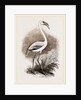Little Flamingo by Anonymous