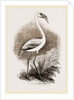 Little Flamingo by Anonymous