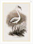 Little Flamingo by Anonymous