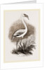Little Flamingo by Anonymous