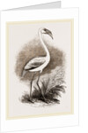Little Flamingo by Anonymous