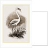 Little Flamingo by Anonymous