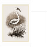 Little Flamingo by Anonymous