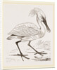 Spoonbill by Anonymous