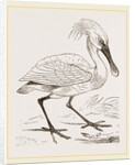 Spoonbill by Anonymous