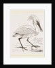 Spoonbill by Anonymous