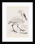 Spoonbill by Anonymous