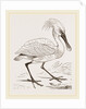 Spoonbill by Anonymous