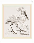 Spoonbill by Anonymous