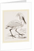 Spoonbill by Anonymous