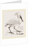 Spoonbill by Anonymous