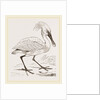 Spoonbill by Anonymous