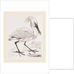 Spoonbill by Anonymous