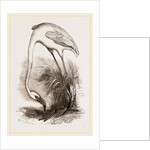 Flamingo by Anonymous