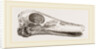 Skull of Duck by Anonymous