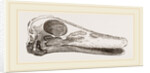 Skull of Duck by Anonymous