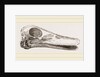 Skull of Duck by Anonymous
