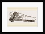 Skull of Duck by Anonymous