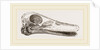 Skull of Duck by Anonymous