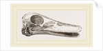 Skull of Duck by Anonymous