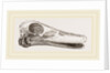 Skull of Duck by Anonymous