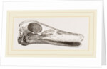 Skull of Duck by Anonymous