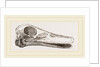 Skull of Duck by Anonymous