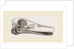 Skull of Duck by Anonymous