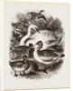 Group of Water Fowl by Anonymous