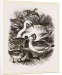 Group of Water Fowl by Anonymous
