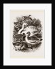 Group of Water Fowl by Anonymous