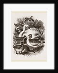 Group of Water Fowl by Anonymous